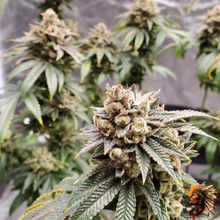 Gorilla ookies Auto