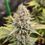Gorilla Cookies Auto Strains