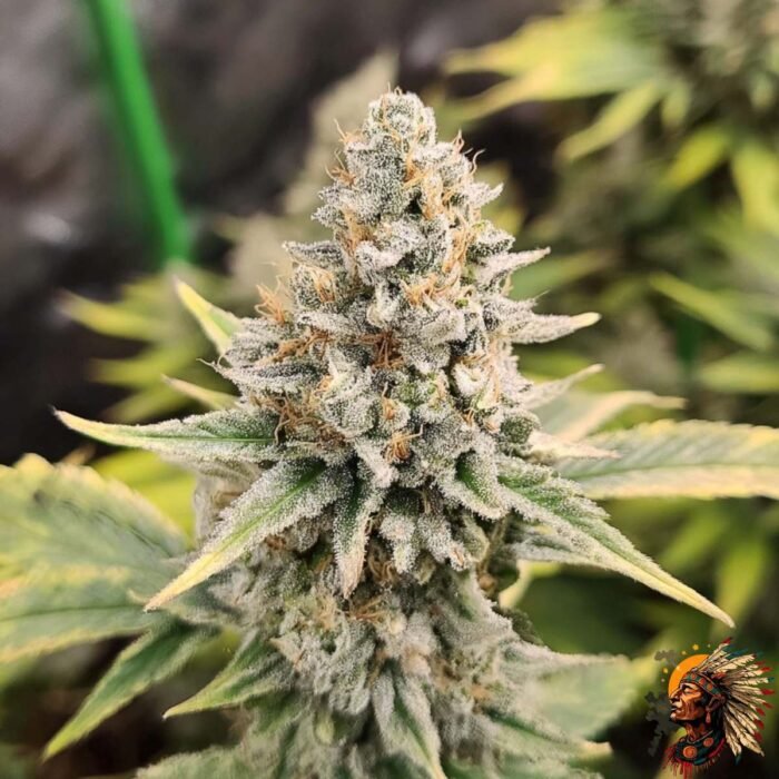Gorilla Cookies Auto Strains