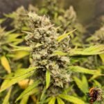 Gorilla Cookies Auto Strains