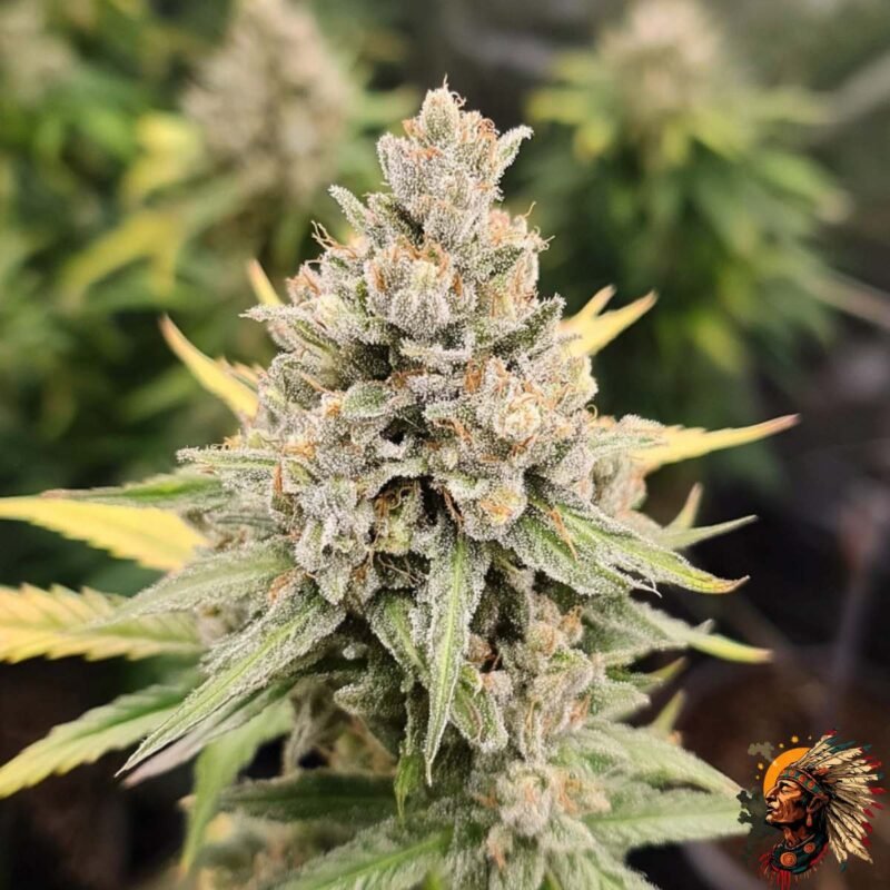 Gorilla Cookies Auto Strains