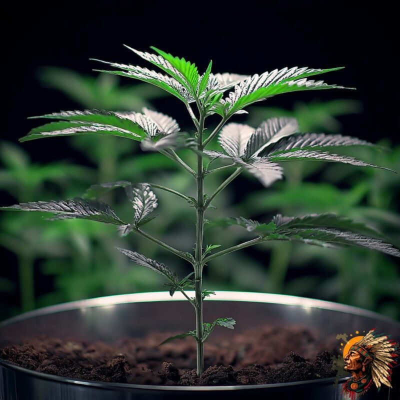 Gorilla Cookies Auto Sämlinge