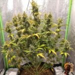 Gorilla Cookies Auto Strains