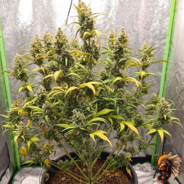Gorilla Cookies Auto Strains