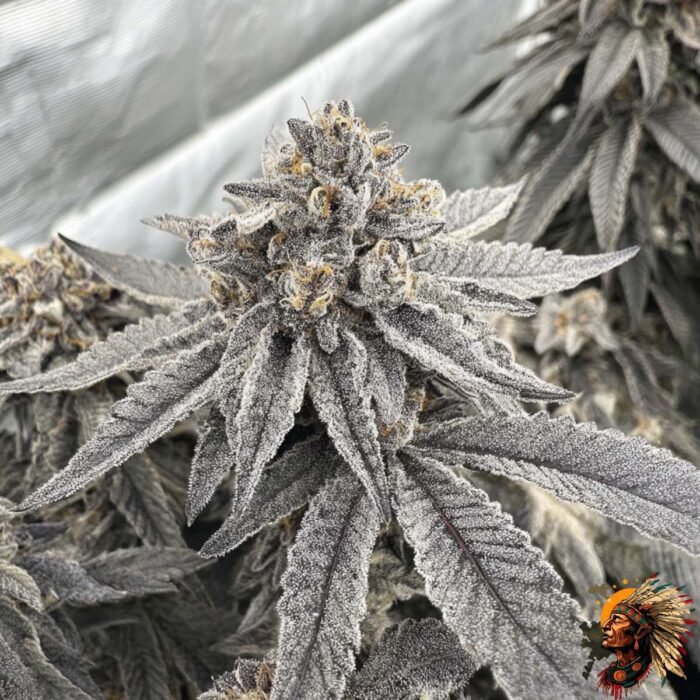 Fizzy Bubblegum Strains