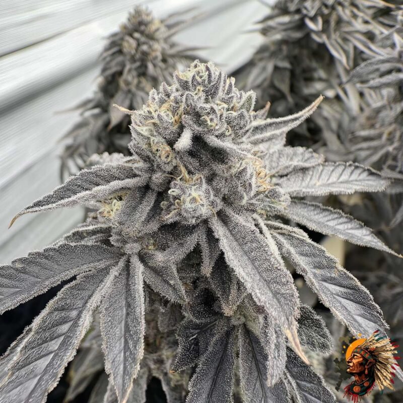 Fizzy Bubblegum Stecklinge