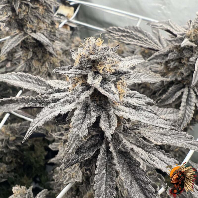 Fizzy Bubblegum Stecklinge