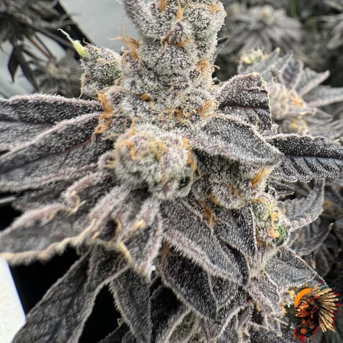 Fizzy Bubblegum Strains