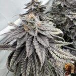 Fizzy Bubblegum Strains