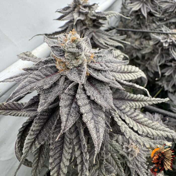 Fizzy Bubblegum Strains
