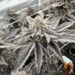 Fizzy Bubblegum Strains