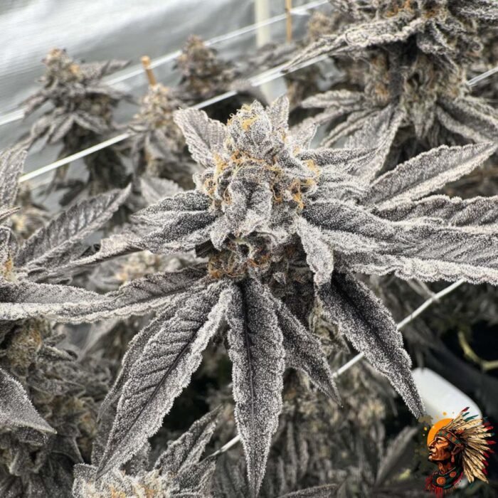Fizzy Bubblegum Strains