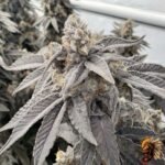 Fizzy Bubblegum Strains