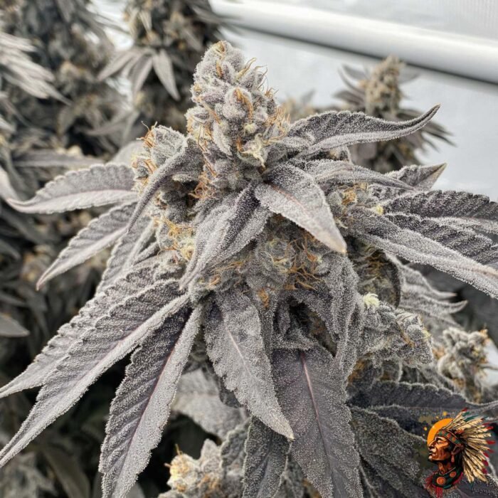 Fizzy Bubblegum Strains