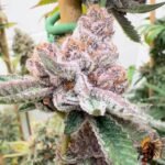 Grape Gas S1 - Cannabis Stecklinge