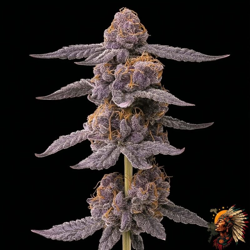 Grape Gas S1- Stecklinge