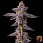 Grape Gas S1 Strains