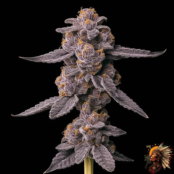 Grape Gas S1 Strains