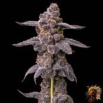 Grape Gas S1 Strains