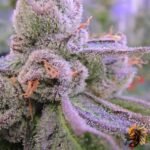 Grape Gas S1 Strains