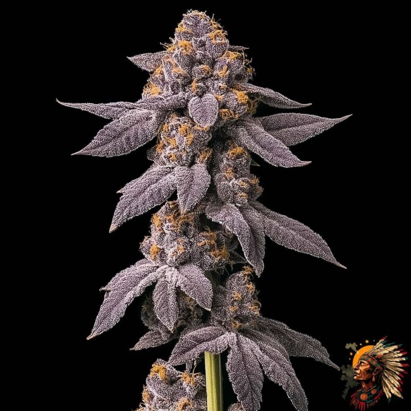 Grape Gas S1 Strains