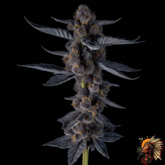 Ice Cream Cake Cannabis Strains