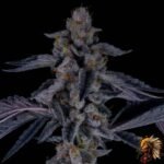 Ice Cream Cake Stecklinge