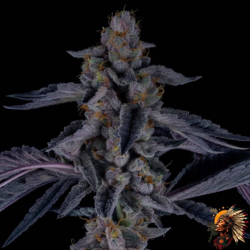 Ice Cream Cake Stecklinge