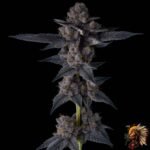 Ice Cream Cake Cannabis Strains