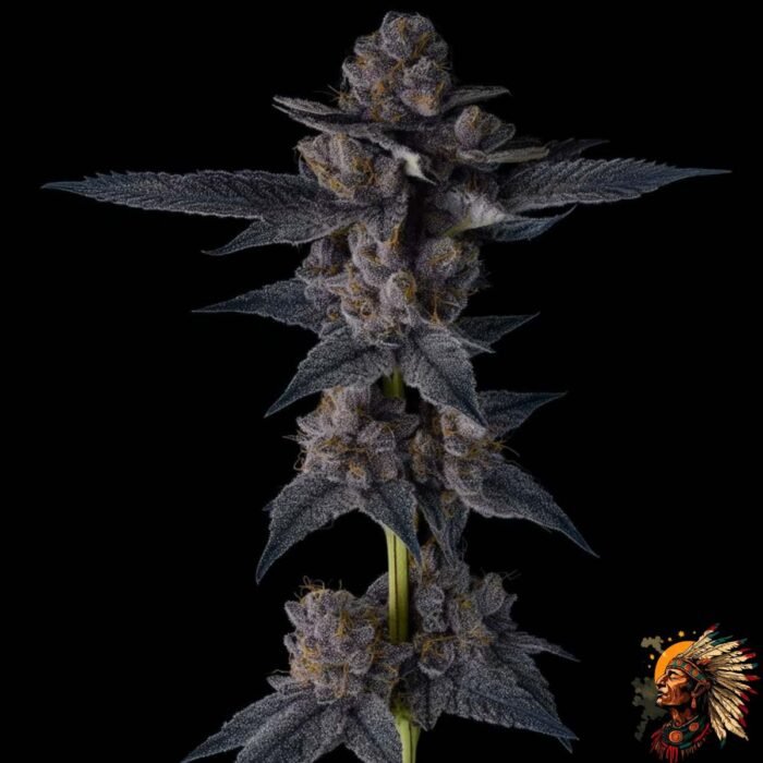 Ice Cream Cake Cannabis Strains