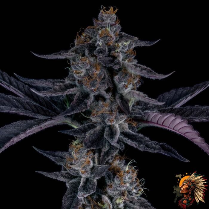 Ice Cream Cake Cannabis Strains