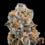 High Fructose Corn Syrup Strains