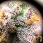 High Fructose Corn Syrup Strains