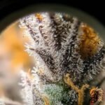 High Fructose Corn Syrup Strains