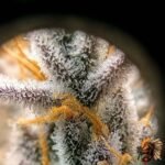 High Fructose Corn Syrup Strains