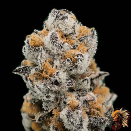 High Fructose Corn Syrup Strains