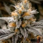 High Fructose Corn Syrup Strains