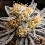 High Fructose Corn Syrup Strains