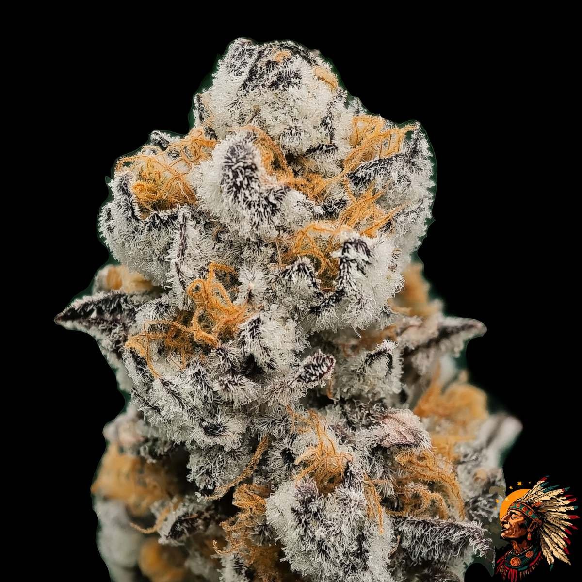 high-fructose-corn-syrup High Fructose Corn Syrup Strains