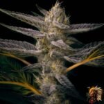 La Bomba – Cannabis Stecklinge