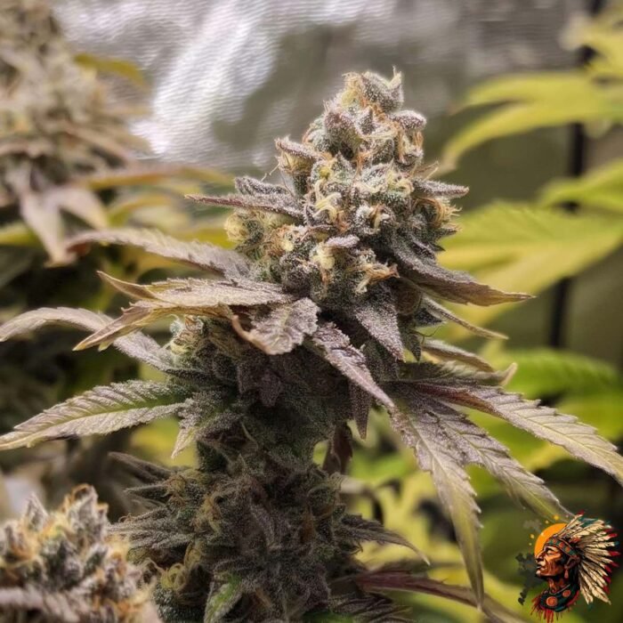 La Bomba – Cannabis Stecklinge