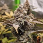 La Bomba – Cannabis Strain