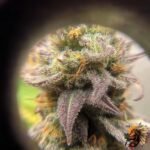 La Bomba – Cannabis Strain