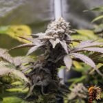 La Bomba – Cannabis Strain