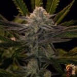 La Bomba – Cannabis Strain