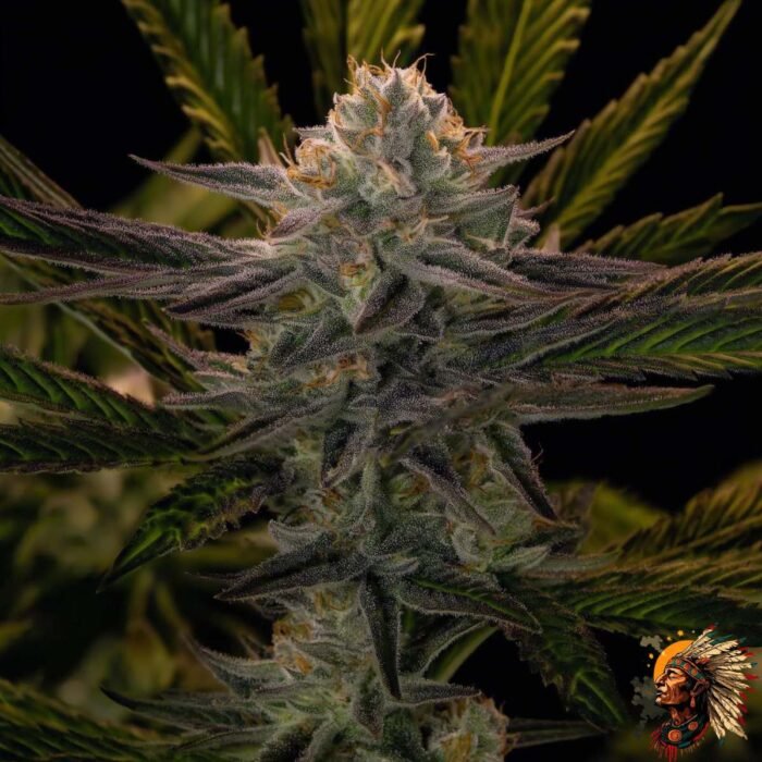La Bomba – Cannabis Strain