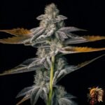 La Bomba – Cannabis Strain
