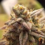 La Bomba – Cannabis Strain
