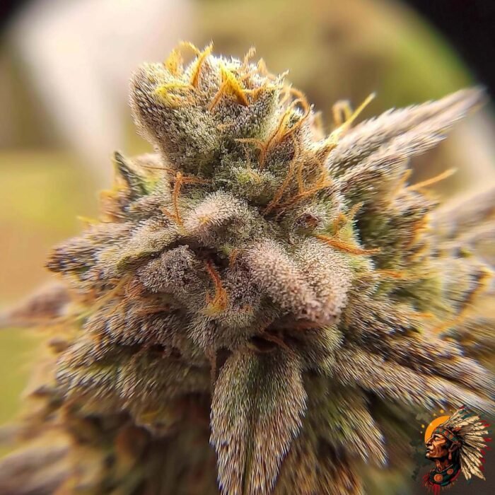 La Bomba – Cannabis Strain