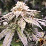 Astronaut Status #24 Cannabis Stecklinge